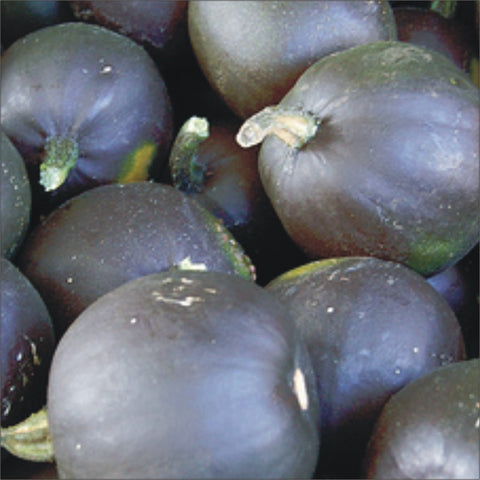 Gem Squash 1kg